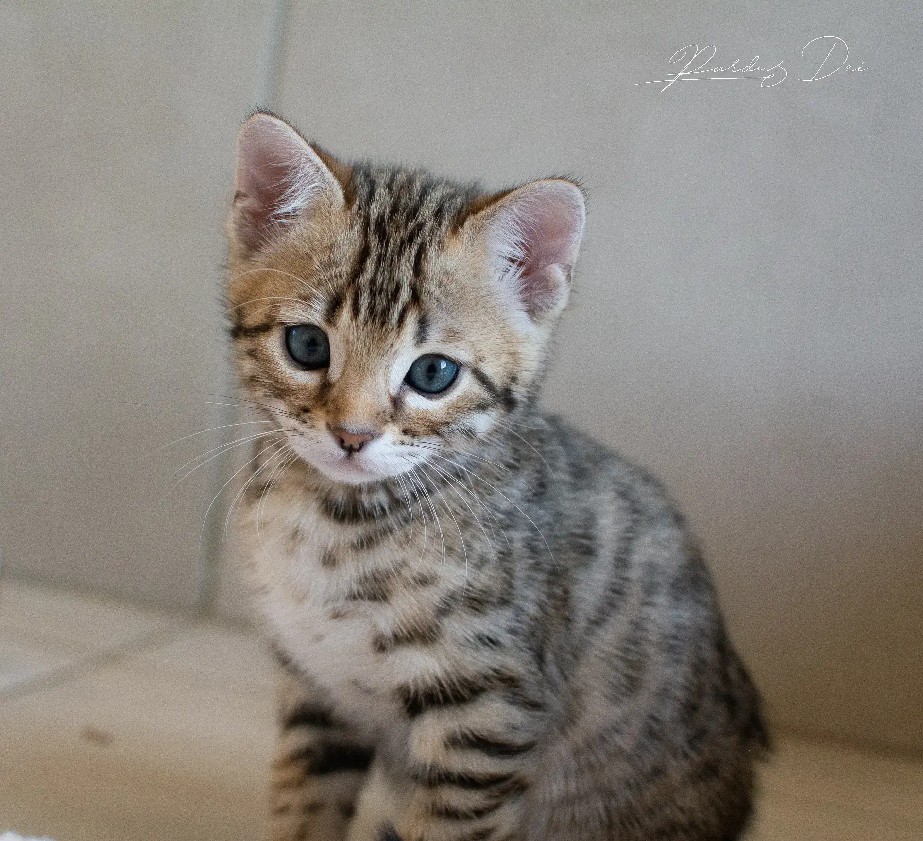 chaton bengal